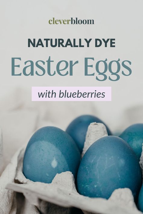 Lets dye eggs the natural way by using fruits or vegetables. Today I’m goin to show you how to make blueberry dyed eggs. They’re beautiful with their subtle color and natural occurring designs! Using Blueberries, Dye Eggs, Dyed Eggs, Dye Easter Eggs, Naturally Dyed, Easter Decor, Blueberries, Beautiful Blue, Easter Eggs