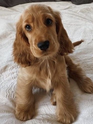 Gold Cocker Spaniel Puppy, Ginger Cocker Spaniel, Golden Cocker Spaniel Puppies, Show Cocker Spaniel, Cute Cocker Spaniel, English Cocker Spaniel Puppies, Golden Cocker Spaniel, Cocker Spaniel Puppy, King Charles Cavalier Spaniel Puppy