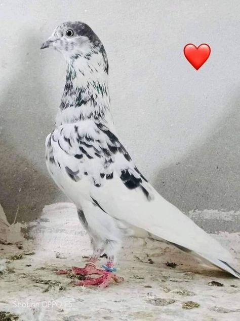 High Flying Pigeons, Gabbar Singh, King Pigeon, Pigeon Pictures, Pigeon Breeds, Basement Bar Designs, Bird Care, Urdu Quotes With Images, Bird Pictures