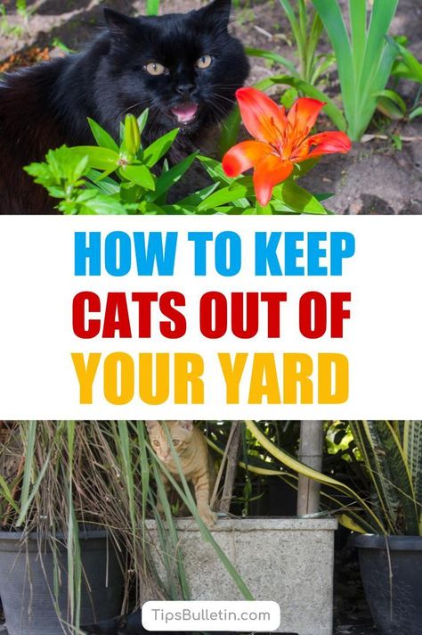 Cat Yard Deterrent, What Plants Repel Cats, How To Get Rid Of Cats, How To Repel Cats From Yard, Plants That Deter Cats, Plants Harmful To Cats, Natural Cat Deterrent, Cat Repellent Outdoor, Plants To Deter Cats