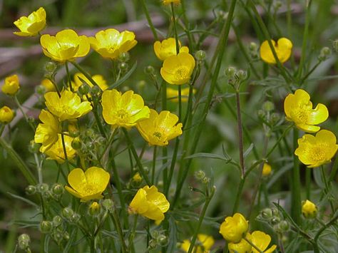 Meadow Buttercup, Bog Garden, Garden Hedges, Australian Plants, Australian Native Plants, Farmhouse Garden, Language Of Flowers, Wild Plants, Delphinium