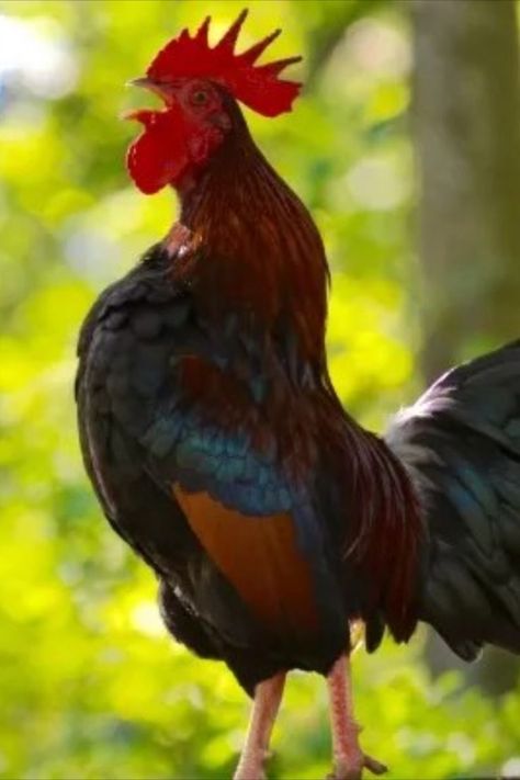 How to Stop a Rooster From Crowing Rooster Flying, Chicken Colors, Easter Posters, Rooster Crowing Sound, Puppy Riding Rooster, Crowing Rooster, Rooster Images, Roosters Crowing, Rooster Crowing