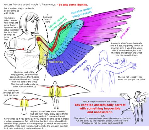 Drawing Tutorials Dump - Imgur Wing Anatomy, Human Wings, Winged People, Wings Drawing, Archangel Gabriel, Wings Art, Bird Wings, Anatomy Drawing, Anatomy Reference