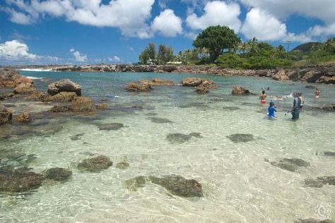 Shark's Cove - Pupukea Tide Pools in Haleiwa, Oahu, Hawaii | Hawaiian Beach Rentals Sharks Cove Oahu, Haleiwa Hawaii, Free Dive, Oahu Vacation, Hawaii Adventures, Hawaii Trip, Sup Yoga, Hawaiian Vacation, Hawaii Usa