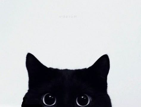 Cheengu Black, Cat Dark, Cat Profile, Black Cat Art, Cute Emoji Wallpaper, Black And White Aesthetic, Cat Aesthetic, Funny Cute Cats