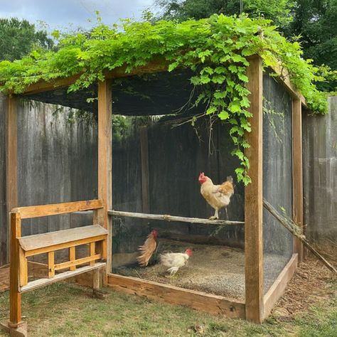 17 DIY Chicken Run Cheap Ideas » Comfy Ideas Diy Pallet Chicken Run, Chicken Run Hiding Places, Chicken Run Around Tree, Diy Chicken Shelter, Chicken Run Cover Ideas, Temporary Chicken Run, Large Chicken Run Ideas, Cheap Chicken Coop Ideas, Chicken Area Ideas