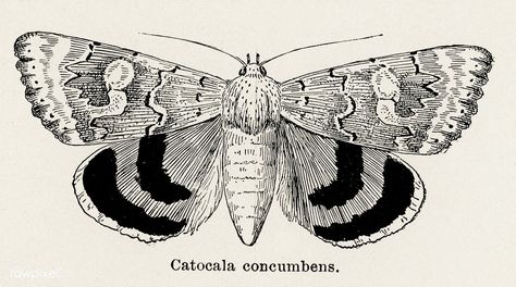 Public Domain | Sleepy Underwing (Catocala concumbens) from Moths and butterflies of the United States (1900) by Sherman F. Denton (1856-1937). Digitally enhanced from our own publication. Underwing Moth, Si Scott, Tattoo Embroidery, Biro Drawing, Pretty Butterflies, Good Illustration, Cold Heart, Halloween Throw Pillow, Free Illustration Images