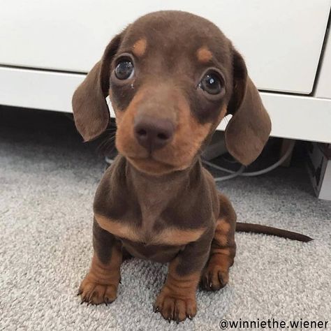 Happy Wiener Dog Wednesday 😊 . . . ? Puppy Dog Pictures, Baby Dachshund, Dachshund Puppies For Sale, Dachshund Puppy Miniature, Dapple Dachshund, Miniature Dachshund, Weenie Dogs, Funny Dog Pictures, Dachshund Puppies