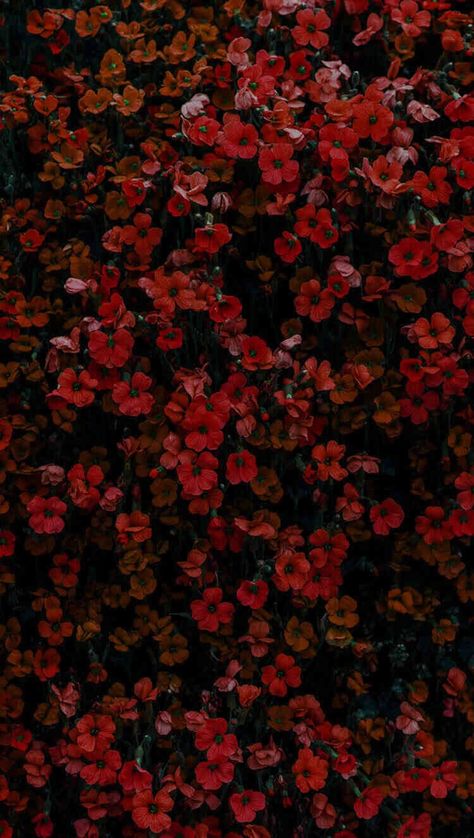 Dark Fall Flowers, Red Flowers Wallpaper Backgrounds, 2480 X 520 Wallpapers, Red Landscape Wallpaper, Flowers Red Aesthetic, Dark Flowers Wallpaper, Dark Flower Aesthetic, Red Flowers Aesthetic, Red Flower Background