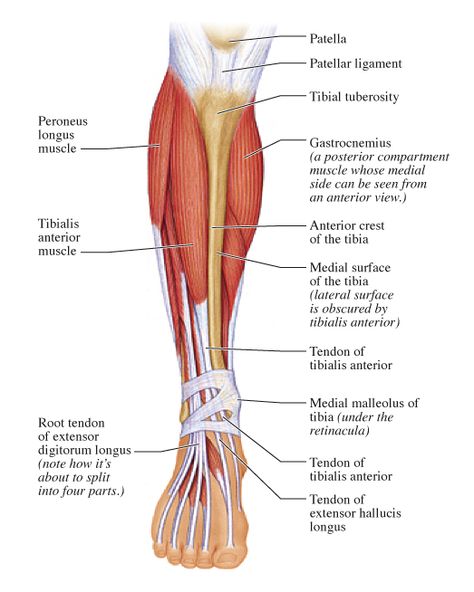 Release Tibialis Anterior and Peroneals Fascia to Relieve Pain on TOPS of Feet, Shin Splints, Foot Cramps and More Calf Anatomy, Leg Muscles Diagram, Leg Muscles Anatomy, Tibialis Anterior, Peroneus Longus, Shin Splint Exercises, Soleus Muscle, Muscle Diagram, Gastrocnemius Muscle