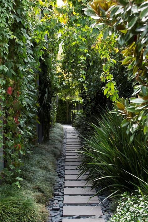 Principal designer of Eckersley Garden Architecture, Scott Leung, create a timeless garden that blossoms with verdant climbing plants and colourful creepers. Melbourne Garden, Australian Garden Design, Growing Tulips, Shade Landscaping, Bee Friendly Garden, Virginia Creeper, Australian Garden, House And Garden, Garden Architecture