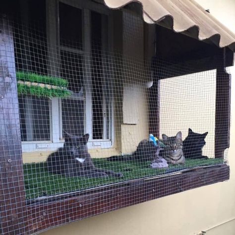 Outdoor Cat Window Cage, Cat Outside Enclosure Window, Cat Patio Enclosure Window, Catio Window Apartment, Off Window Catio, Catio Cats Ideas, Cat Patio Window, Out The Window Catio, Cat Window Enclosure