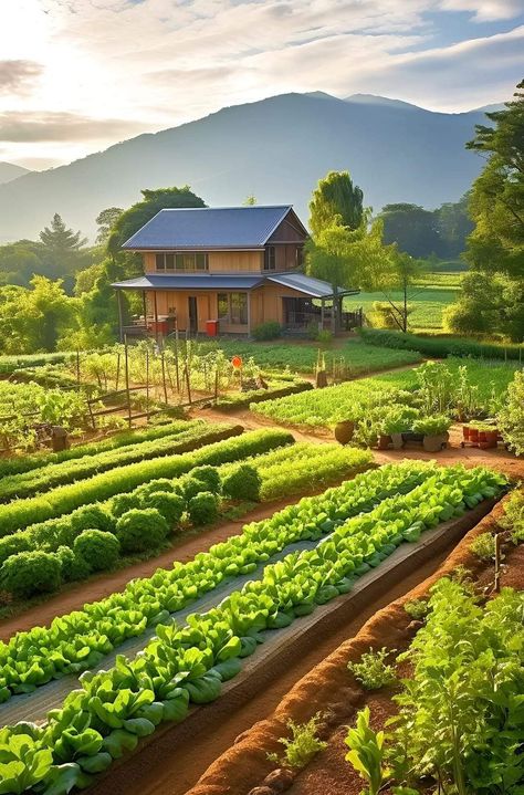 Vegetables ❤️❤️ Agriculture Pictures, Panorama Alam, Garden Layout Vegetable, Farm Living, Farm Lifestyle, Vegetable Gardens, Horse Ranch, Sustainable Garden, Farms Living