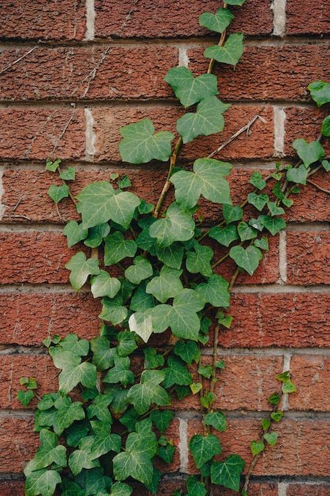 Ivy Draw, Cottage Drawing, Ivy Tattoo, Ivy Plant, Ivy Wall, Red Brick Wall, Ivy Plants, Green Ivy, Plant Growing