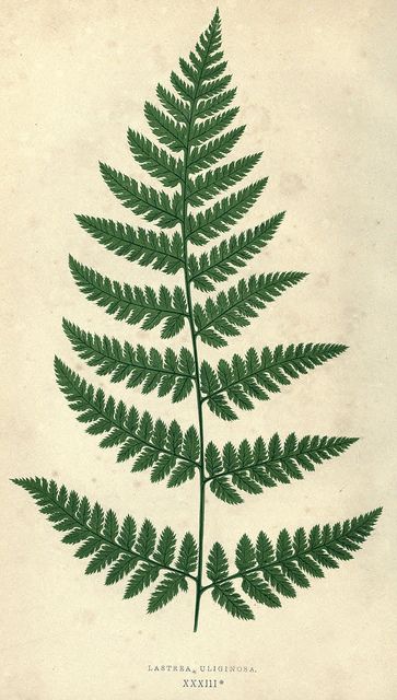 Botanisk Illustration, Fern Tattoo, Illustration Botanique, Fern Leaf, 1 Tattoo, Vintage Botanical Prints, Plant Drawing, Trendy Flowers, Scientific Illustration