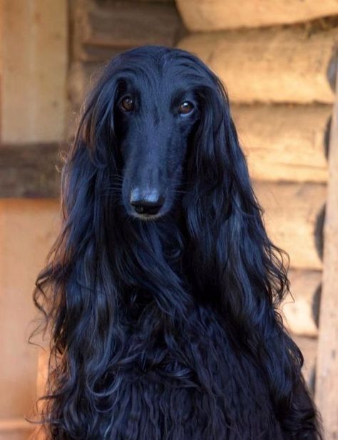 Hound Dog Breeds, Afghan Hounds, Sight Hounds, Most Beautiful Dogs, Afghan Hound, Pretty Dogs, Hound Dog, Black Dog, Dog Gifs