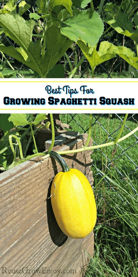 Spaghetti squash has become a family favorite in our house. If you are wanting to grow your own, check out these best tips for growing spaghetti squash. I even include some troubleshooting tips as well. How To Grow Squash, Squash In Raised Beds, When To Pick Spaghetti Squash, When To Harvest Spaghetti Squash, Spaghetti Squash Growing, Spaghetti Squash Plant, Spaghetti Squash Seeds, Spaghetti Squash Cook Time, Squash Trellis