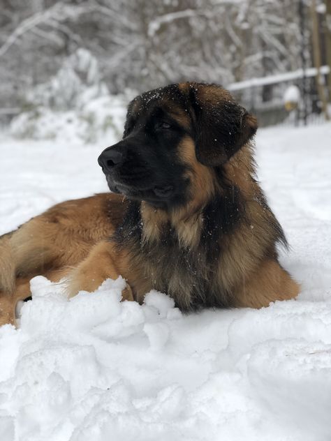 #snow #dog #puppy #winter #cute #leonberger #vsco #pictures Leonberger Dog Puppy, Leonberger Puppy, Cute Big Dogs, Landseer Dog, Puppy Winter, Leonberger Dog, Dog Kennel Cover, Snow Dog, Vsco Pictures