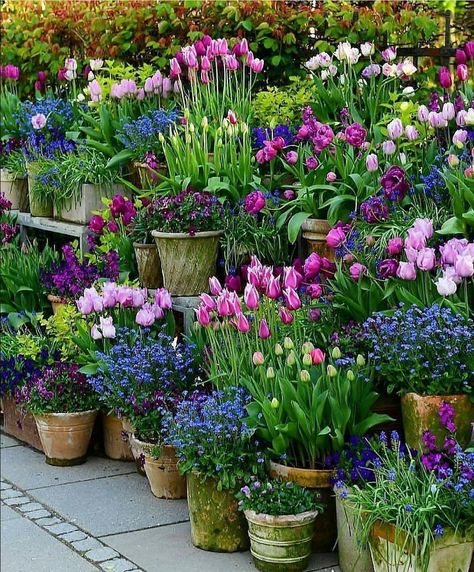 Container Gardening Flowers, Garden Containers, Love Garden, Small Gardens, Spring Garden, Container Plants, Front Garden, Dream Garden, Small Garden