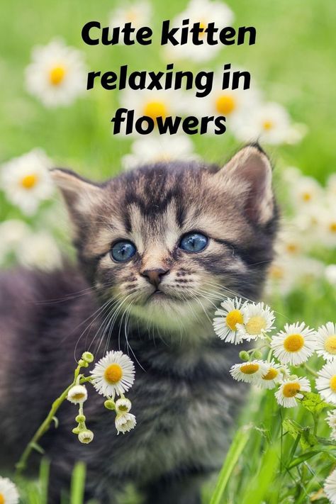 Here you can see a cute kitten is Relaxing in Flowers. cutes animals kidsing animals baby animals anime baby stufanimals animals qoutesf. Cute Cat Names Female Unique, Female Kitten Names Unique, Unique Cat Names Aesthetic, Cottagecore Cat Names, Cat Name Ideas Unique, Nature Names For Pets, Cute Names For Kittens, Pretty Cat Names, Aesthetic Pet Names