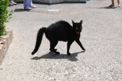 Hahah. This is a whole new meaning to scaredy cat. Black Cat, Black