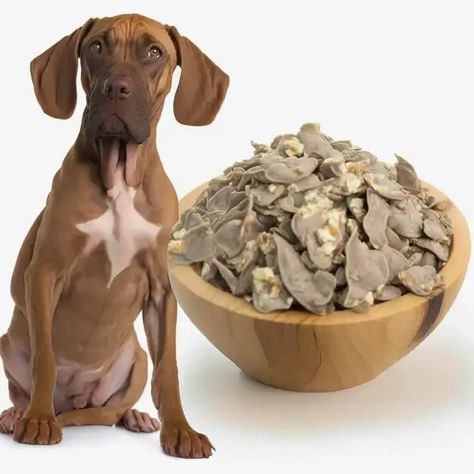 An Easy Guide on How to Cook Chicken Gizzards for Your Dog : Homemade Dog Food Chicken Livers For Dogs, Chicken Gizzards For Dogs, Turkey Gizzards Recipes, How To Cook Chicken Gizzards, Cooking Chicken Livers, Dog Food Recipes Crockpot, Homemade Chicken Gravy, Chicken Giblets, Chicken Dog Food Recipes