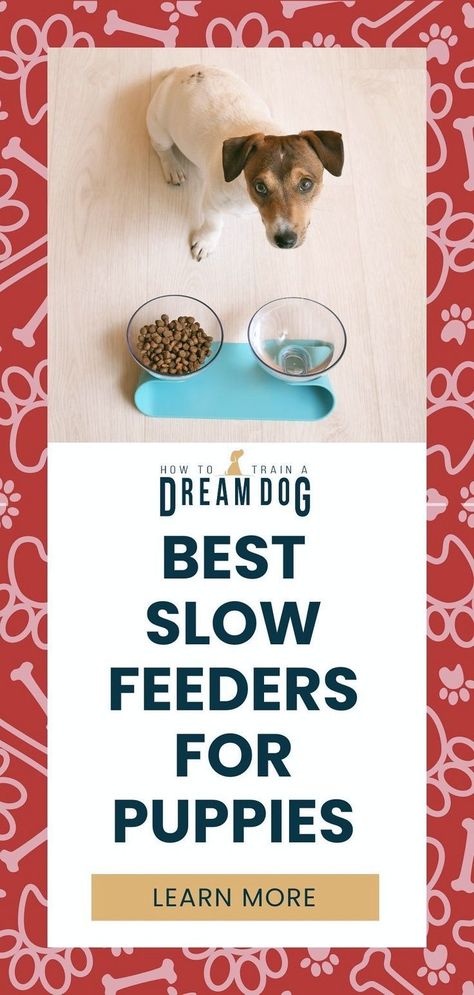 Got a fast eater? Check out our top picks for the best slow feeders for puppies. Help your pup eat slower and healthier with these awesome options. Slow Feeder Dog, Puppy Proofing, Dog Diy, Slow Feeder, Dream Dog, Wet Dog Food, Training Treats, Interactive Dog Toys, Dog Products