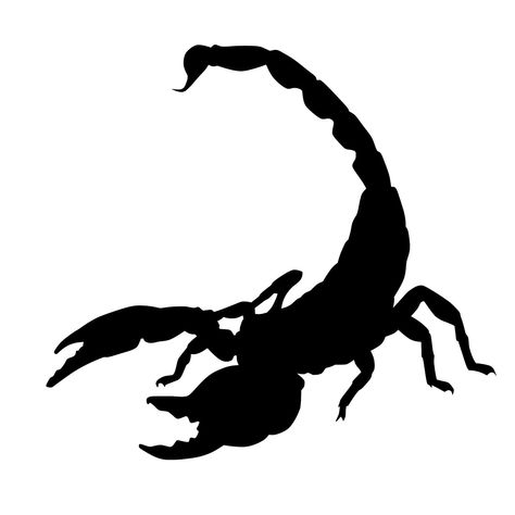 Scorpion Silhouette, Scorpions Tattoo, Scorpion Design, Silhouette Tattoo, Ideas Illustration, Scorpion Tattoo, Silhouette Tattoos, Garden Frame, Silhouette Photos