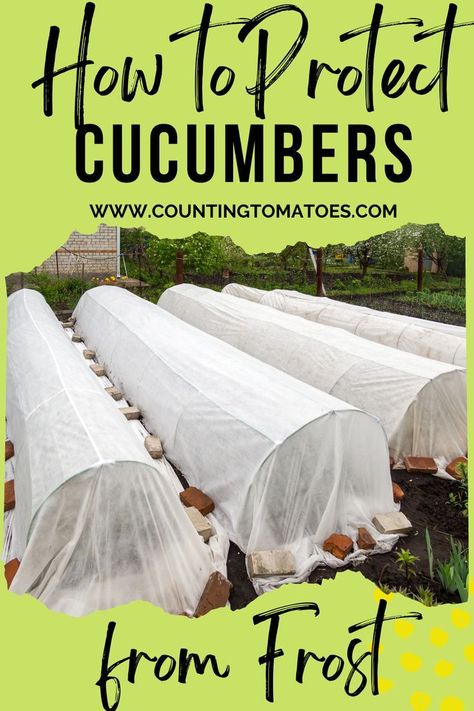 How to Plant, Grow Cucumbers and Protect Cucumbers from Frost & Pests. The complete how to guide from how to grow cucumbers from seed to how to protect cucumbers from freezing frosts! When To Plant Garden, How To Grow Cucumbers, Grow Cucumbers, Gardening Projects, Growing Cucumbers, Vegetable Garden For Beginners, Homestead Gardens, Natural Fertilizer, Thriving Garden