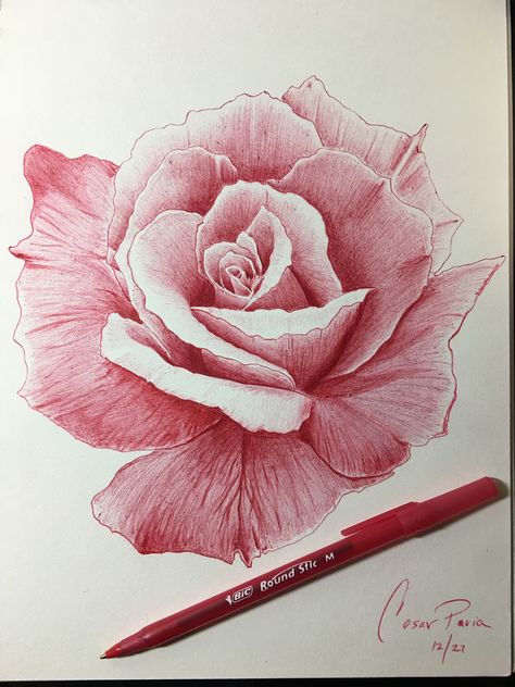 💯 red rose pen drawing Instagram @ Paviatattoo Rose Pen Drawing, Realistic Rose Drawing, Ballpen Drawing, Realistic Flower Drawing, Biro Drawing, Drawing Rose, Rose Line Art, Ballpoint Pen Art, Pen Art Work