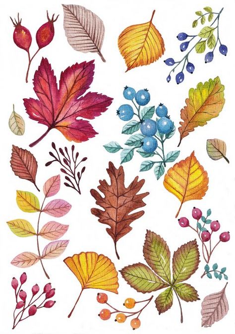 Autumn Berries Illustration, Leaves Autumn Drawing, Autumn Plants Illustration, Autumn Foliage Illustration, Fall Leaves And Flowers, Fall Flowers Illustration, How To Draw Autumn Leaves, Fall Floral Illustration, Autumn Flowers Watercolor