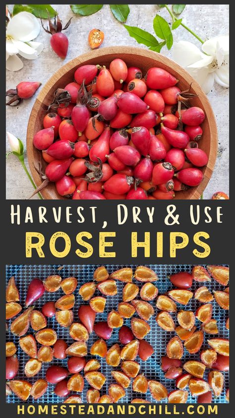 Rosehips are loaded with antioxidants and vitamins, meaning they're awesome for your skin and overall health! Come learn how to harvest, dry, and use rose hips for tea, medicinal oils, homemade body care products, syrup, jelly, and more. #rosehips #wildfood #foraging #naturalhealth #plantmedicine How To Harvest Rose Hips, Harvesting Rose Hips, Foraging Rosehips, Foraging Crafts, Rose Hip Recipes, Forage Recipes, Medicinal Oils, Wild Foraging, Homemade Body Care