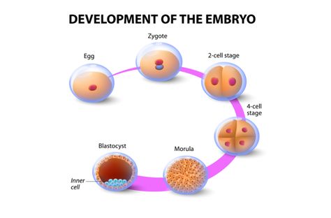 development of an embryo What Is Cell, Embryonic Development, Ivf Cost, Human Embryo, Topics For Research, Ivf Cycle, Ivf Clinic, Medical Student Study, Ivf Center