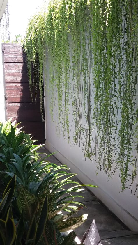 Creeper Plants Outdoor, Wall Creeper Plants, Curtain Creeper, Creeper Plants, Creepers Plants, Water Fountain Design, Hotel Garden, Garden Pond Design, Vertical Garden Design