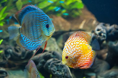 Fish 4k Ultra HD Wallpaper | Background Image | 4032x2683 | ID:571458 - Wallpaper Abyss Discus Fish For Sale, Discus Tank, Discus Aquarium, Beautiful Fishes, Fish Background, Animals Wallpapers, Discus Fish, Orange Fish, Fish For Sale