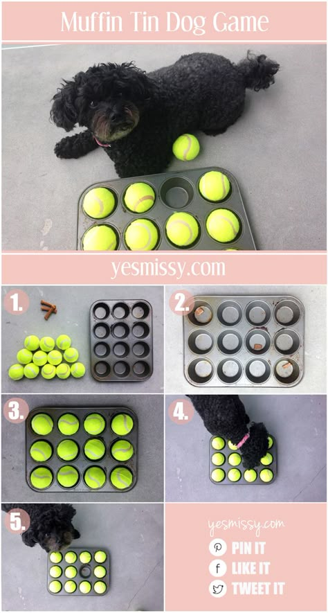 Your dog will love this muffin tin treat game! Katt Grejer, Diy Dog Toys, Cesar Millan, Diy Dog Bed, Dog Enrichment, Dog Games, Dog Hacks, Dog Activities, Dog Obedience