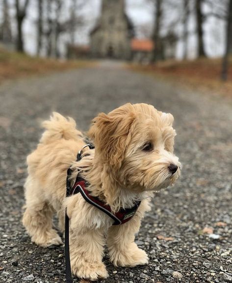 Bichon Havanais, Poodle Mix Dogs, Poodle Puppies For Sale, Cute Dogs Images, Maltipoo Puppy, Havanese Puppies, Super Cute Puppies, Havanese Dogs, Cute Animals Puppies