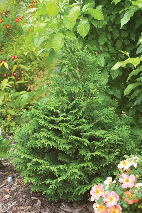 False cypress is a hardy conifer valued for its year-round color, disease-resistance and easy-care nature. Chamaecyparis is versatile in the landscape, lending color, texture, and structure to beds, borders, containers, and mass plantings. Sawara Cypress, Chamaecyparis Pisifera, False Cypress, Cypress Gardens, Yakushima, House Landscaping, Garden Shrubs, Cypress Trees, Perfume Design