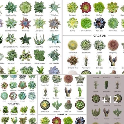 Old Garden - Types of Succulents With Names and Pictures | Facebook Succulents Names And Pictures, Succulent Names, Types Of Succulents Plants, Old Garden, Succulents Plants, Types Of Succulents, Garden Types, Garden Gift, Garden Gifts