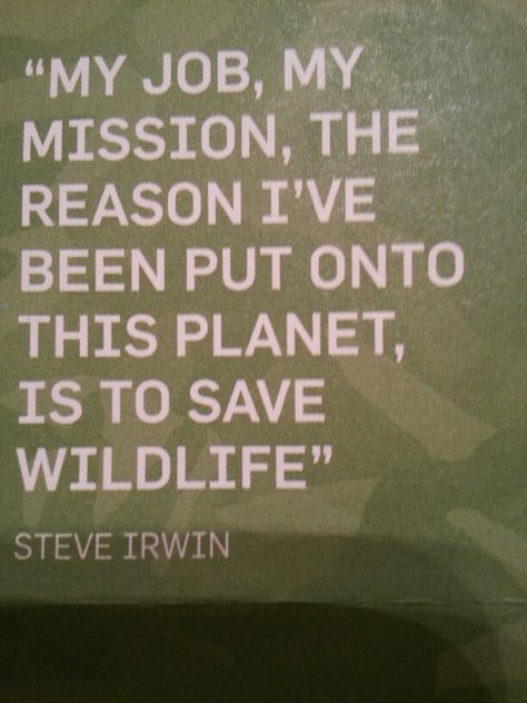 STEVE IRWIN saved wildlife... And so should YOU, everyone has a reason for being on this Earth.... What's your reason? In memory of him, please join the all new group board on my page Wildlife Earth. Wildlife Quotes, Irwin Family, Wildlife Biologist, Wildlife Rehabilitation, Save Wildlife, Steve Irwin, Animal Conservation, Wildlife Conservation, Save Earth