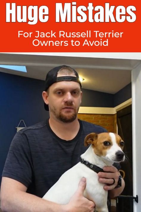 The Biggest Mistakes Jack Russell Terrier Owners Make Jack Russell Terriers, Jack Russell Dogs, Dog Info, Pitbull Mix, Russell Terrier, Jack Russell Terrier, Jack Russell, Dogs