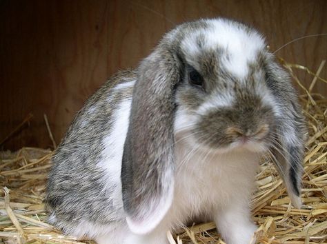 floppy eared rabbit Pet Reference, Holland Lop Bunnies, Lop Bunny, Lop Eared Bunny, Lop Rabbit, Fluffy Things, Floppy Eared Bunny, Holland Lop, Pet Spa