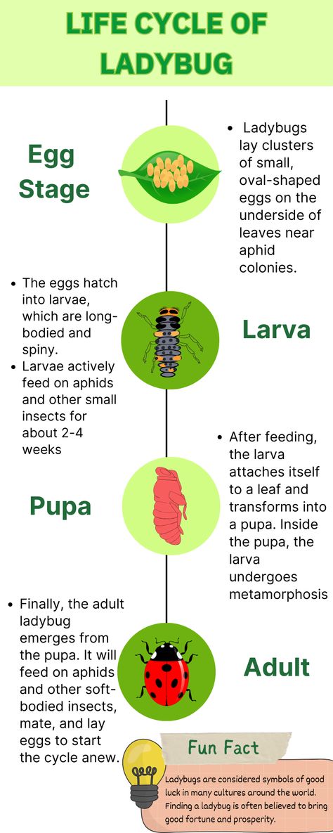 #ladybug#lifecycle#insects#ladybug lifecycle Insect Ideas For Preschoolers, Insect Life Cycle Activities, Life Cycle Of Insects, Ladybug Facts, Ladybug Life Cycle Activities, Life Cycle Of A Ladybug, Ladybug Life Cycle, Insect Life Cycle, Life Cycles Activities