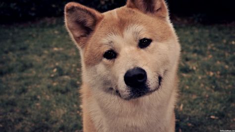 Rest in peace hachi Hachiko Dog, A Dog's Tale, Japanese Akita, Japanese Dogs, Best Documentaries, Bear Dog, Dog Wallpaper, Small Dog Breeds, Shiba Inu