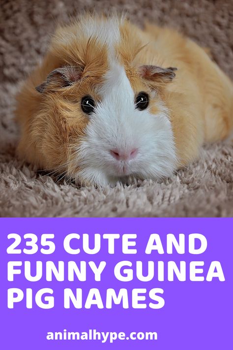 Here is the list of cute & funny guinea pig names. Guinea Pig Names Male, Guinea Pig Aesthetic, Guinea Pig Snacks, Gine Pig, Guinea Pig Names, Pig Names, Female Guinea Pigs, Guine Pig, Guinea Pig Clothes