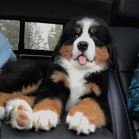 Burnese Mountain Dog, Bernese Dog, Bernese Mountain Dog Puppy, Tiger King, Cute Animals Puppies, Puppies And Kitties, Mountain Dog, Bernese Mountain, Fluffy Animals