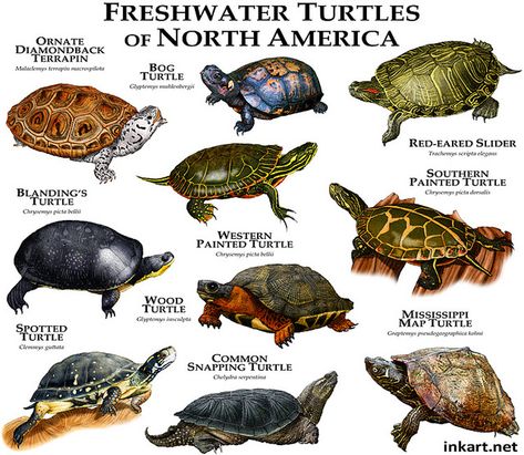 North+American+Turtles+Identification | Recent Photos The Commons 20under20 Galleries World Map App Garden ... Southern Painted Turtle, Western Painted Turtle, Common Snapping Turtle, Types Of Turtles, Freshwater Turtles, Turtle Care, Map Turtle, Wood Turtle, Turtle Habitat