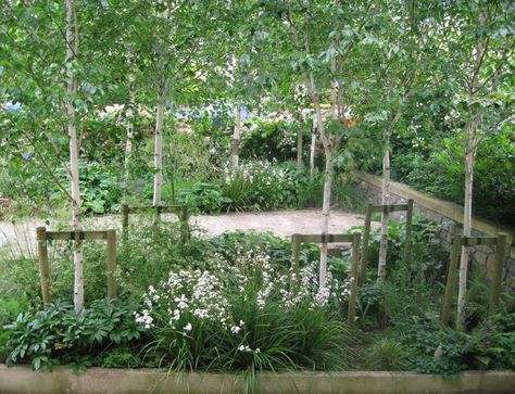 Karena Batstone Design - Birch grove in front garden Silver Birch Small Garden, Rainwater Garden, Birch Garden, Woodland Planting, Victorian Front Garden, Bedroom Mansion, Shady Gardens, Birch Trees Landscaping, Birch Grove