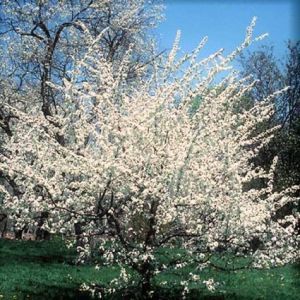 Flowering Trees for Sale - Magnolia, Pear | Nature Hills Nursery Windbreak Trees, Flowering Pear Tree, Laurel Hedge, Tall Ornamental Grasses, Fall Color Trees, Plum Trees, Arborvitae Tree, Flowering Cherry Tree, Redbud Tree