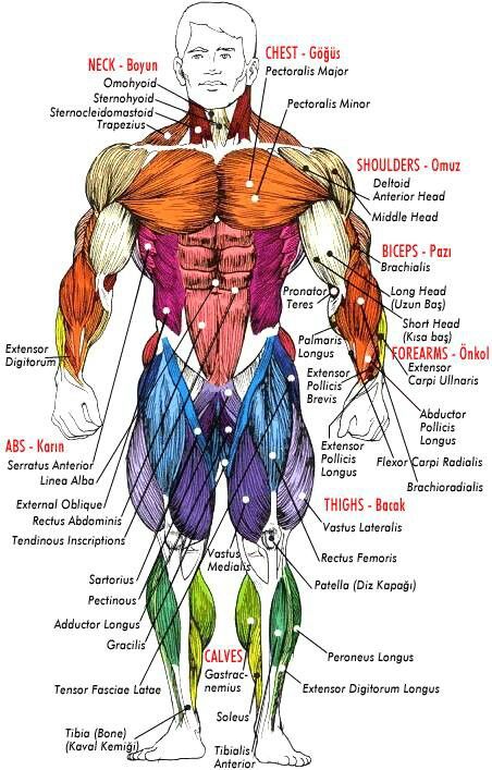 musculatory body system Muscle Chart, Bodybuilding Plan, Body Muscle Anatomy, Muscle Diagram, Human Muscle Anatomy, Anatomy Bones, Human Body Anatomy, Muscle Anatomy, Human Anatomy Drawing